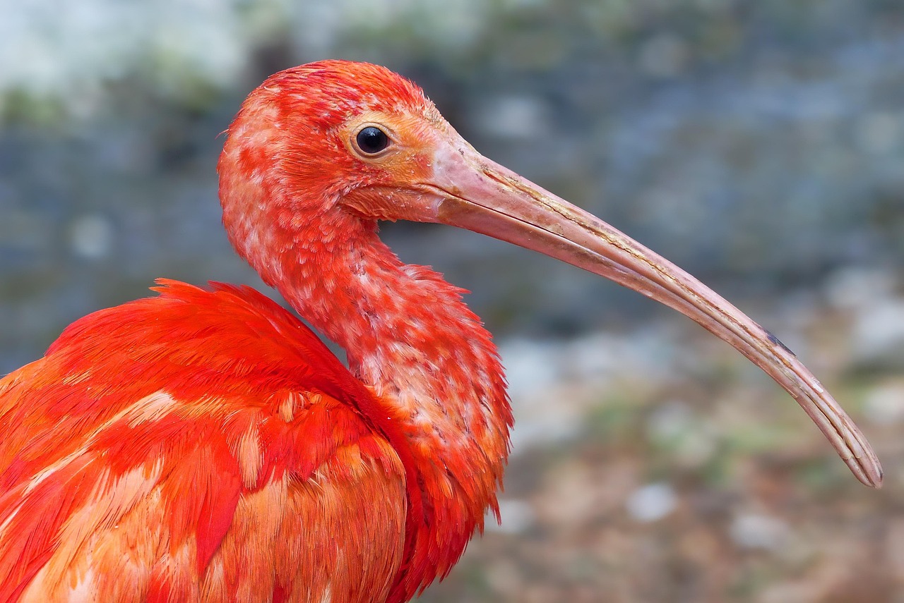 vibrant red bird