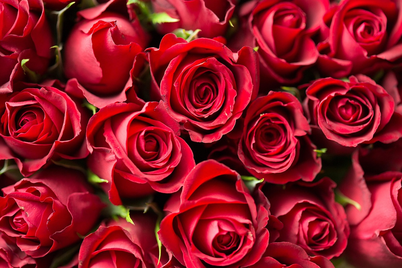 bright red roses