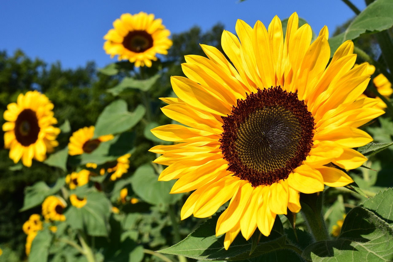 bright yellow sunflower